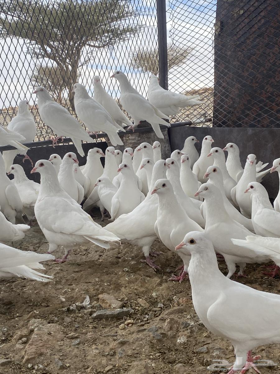 تم البيع الله يبارك لشاري64423149971842110