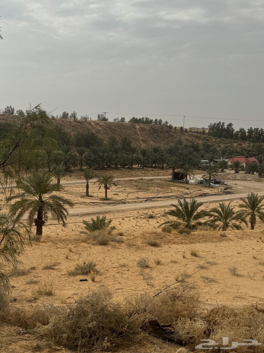 اسفلت ومبشور64423166430849114