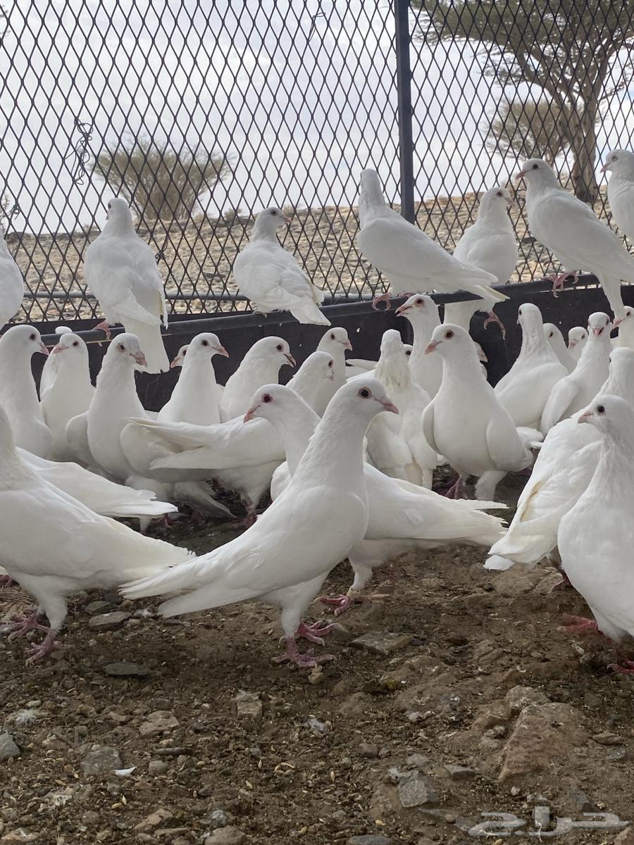 تم البيع الله يبارك لشاري64423149971842114