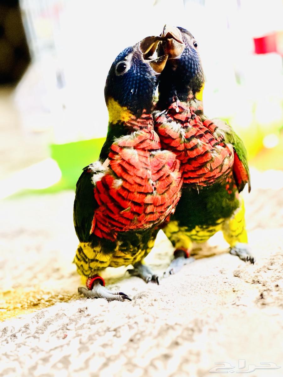 Lori Senior Rose is missing, who can contact me about it64423323276035111