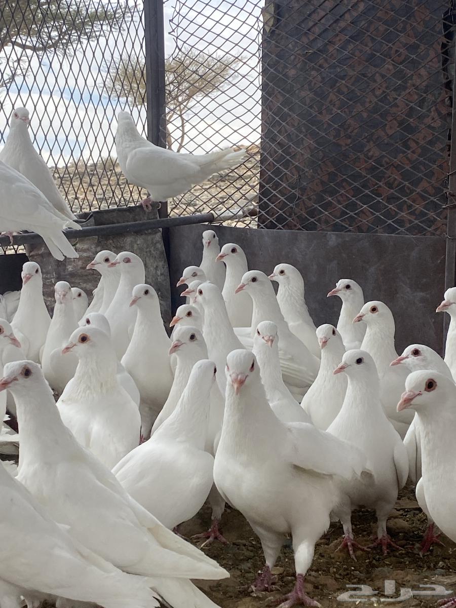 تم البيع الله يبارك لشاري64423149971842113