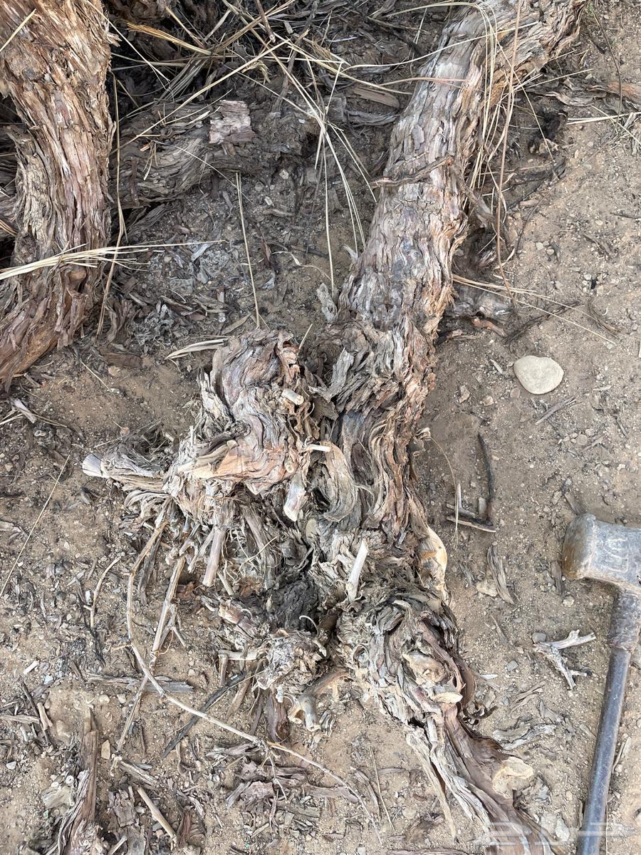 حطب عنب64423291776514111