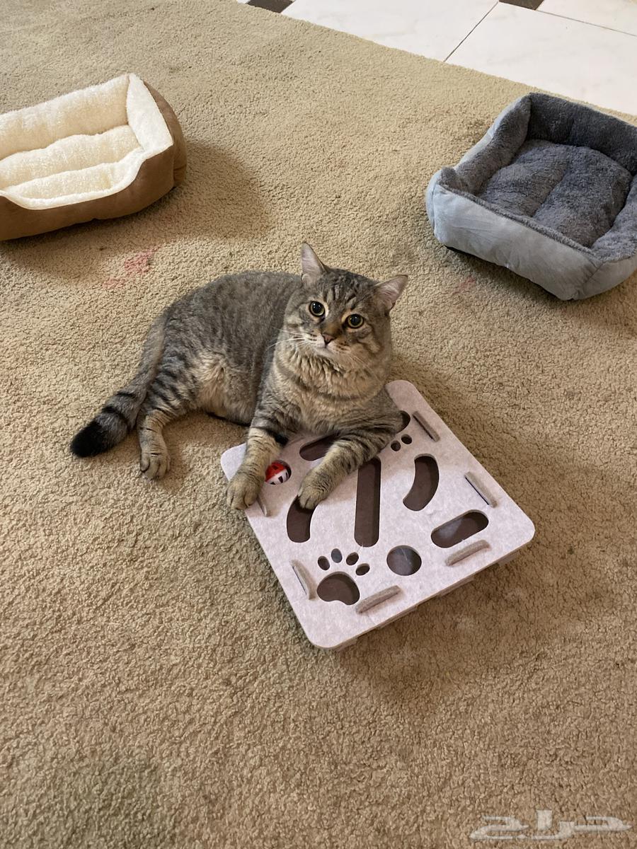 CAT HOTEL IN JEDDAH فندقة قطط بجدة64423307807746113