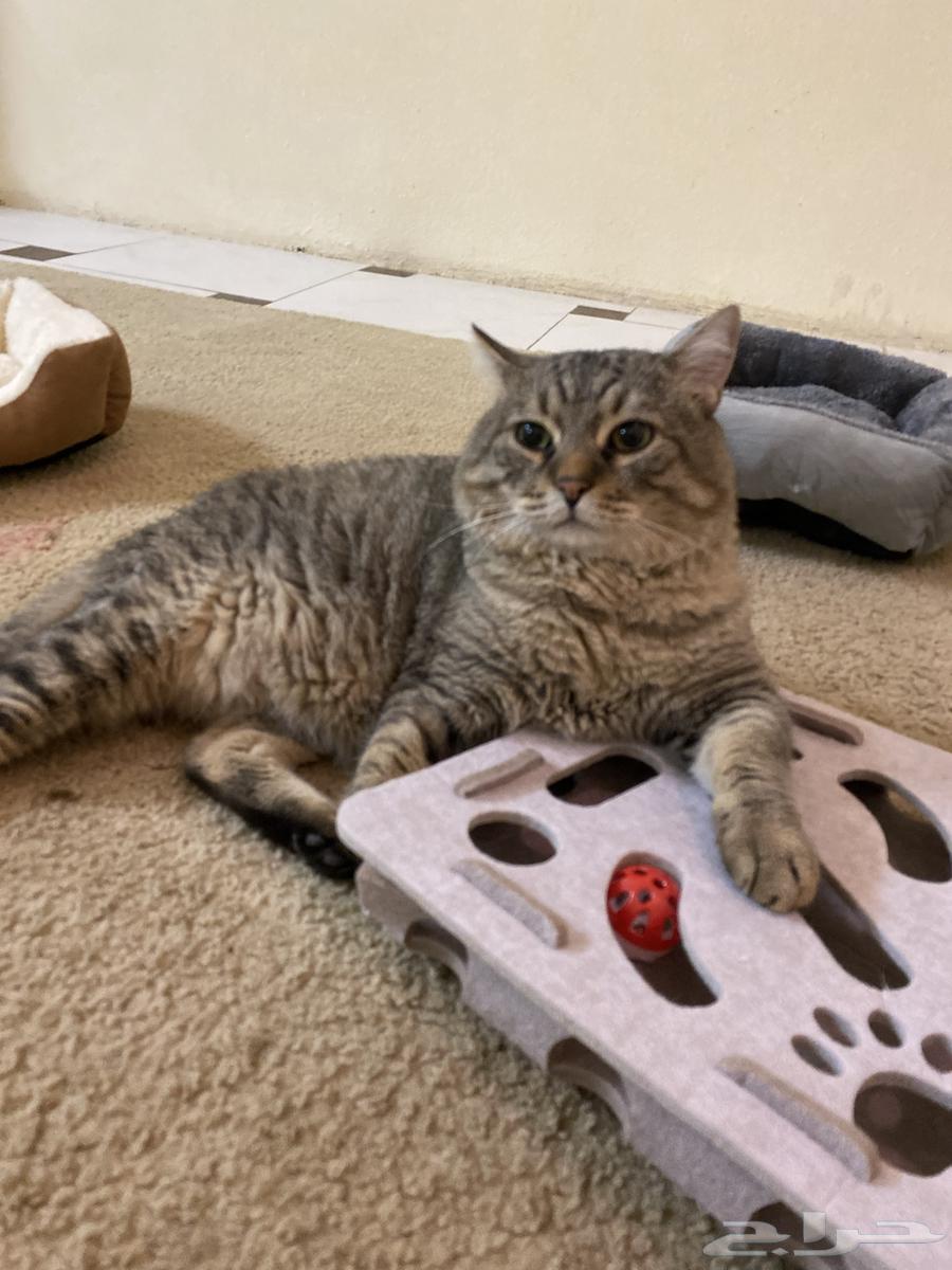 CAT HOTEL IN JEDDAH فندقة قطط بجدة64423307807746114