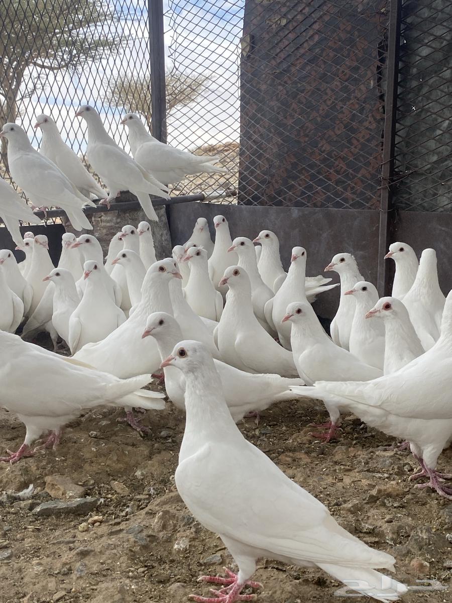 تم البيع الله يبارك لشاري64423149971842111