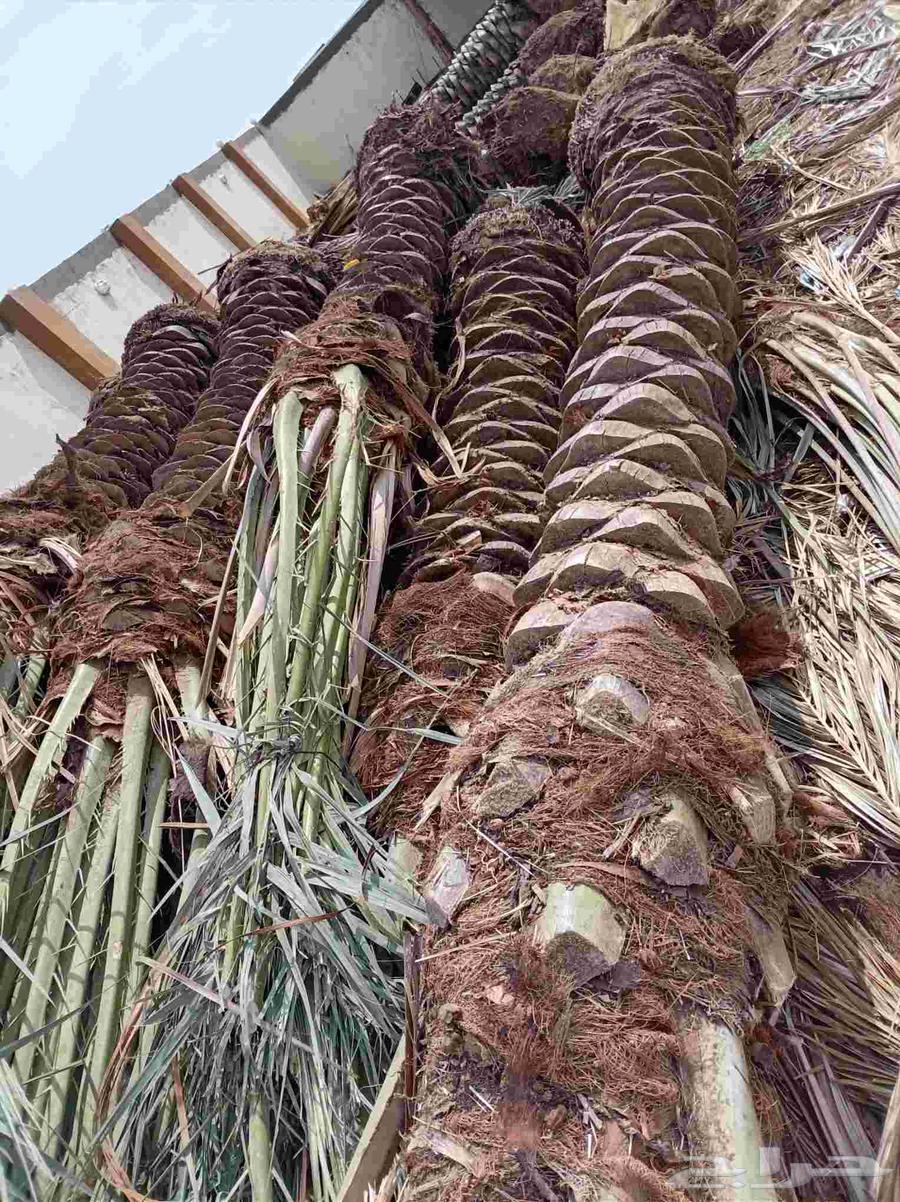 نخل للبيع جميع أنواعه64423118680195113