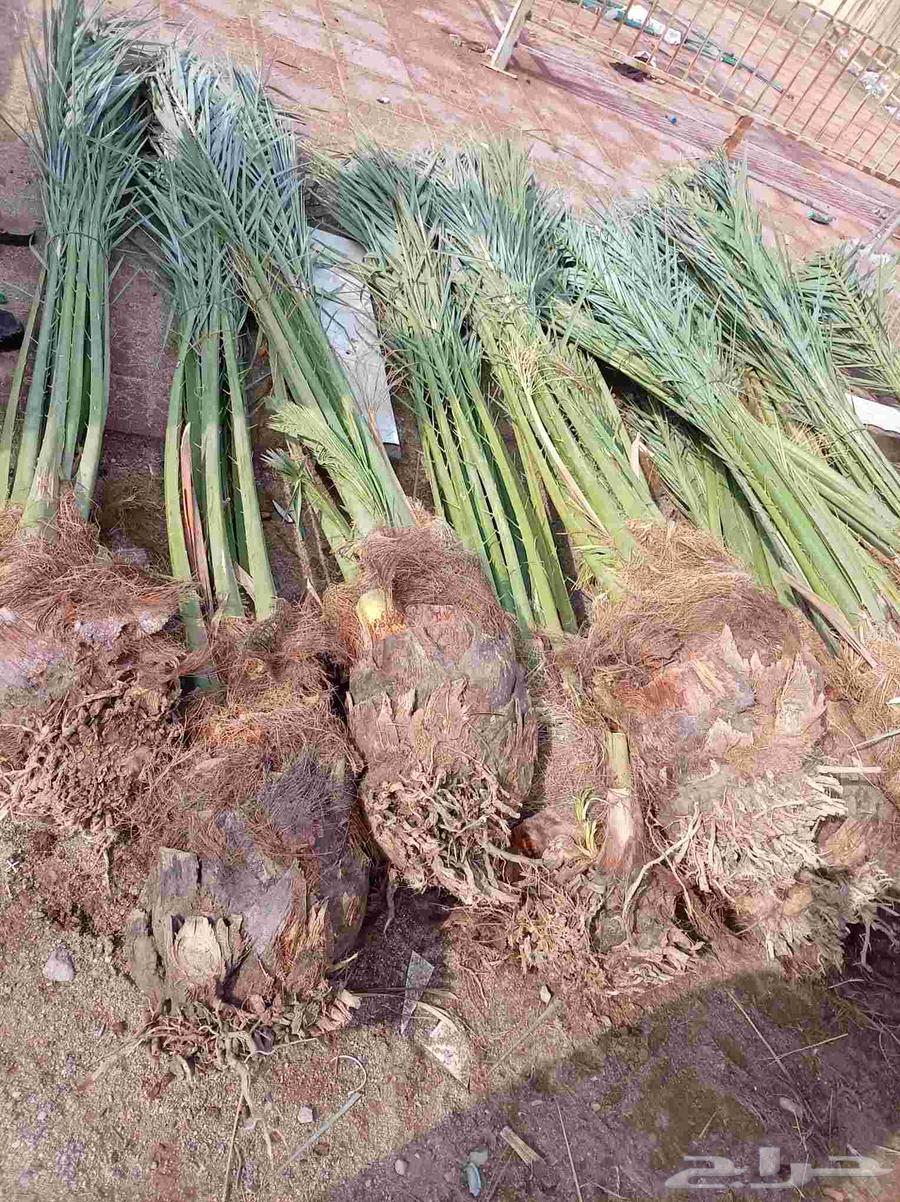 نخل للبيع جميع أنواعه64423118680195114