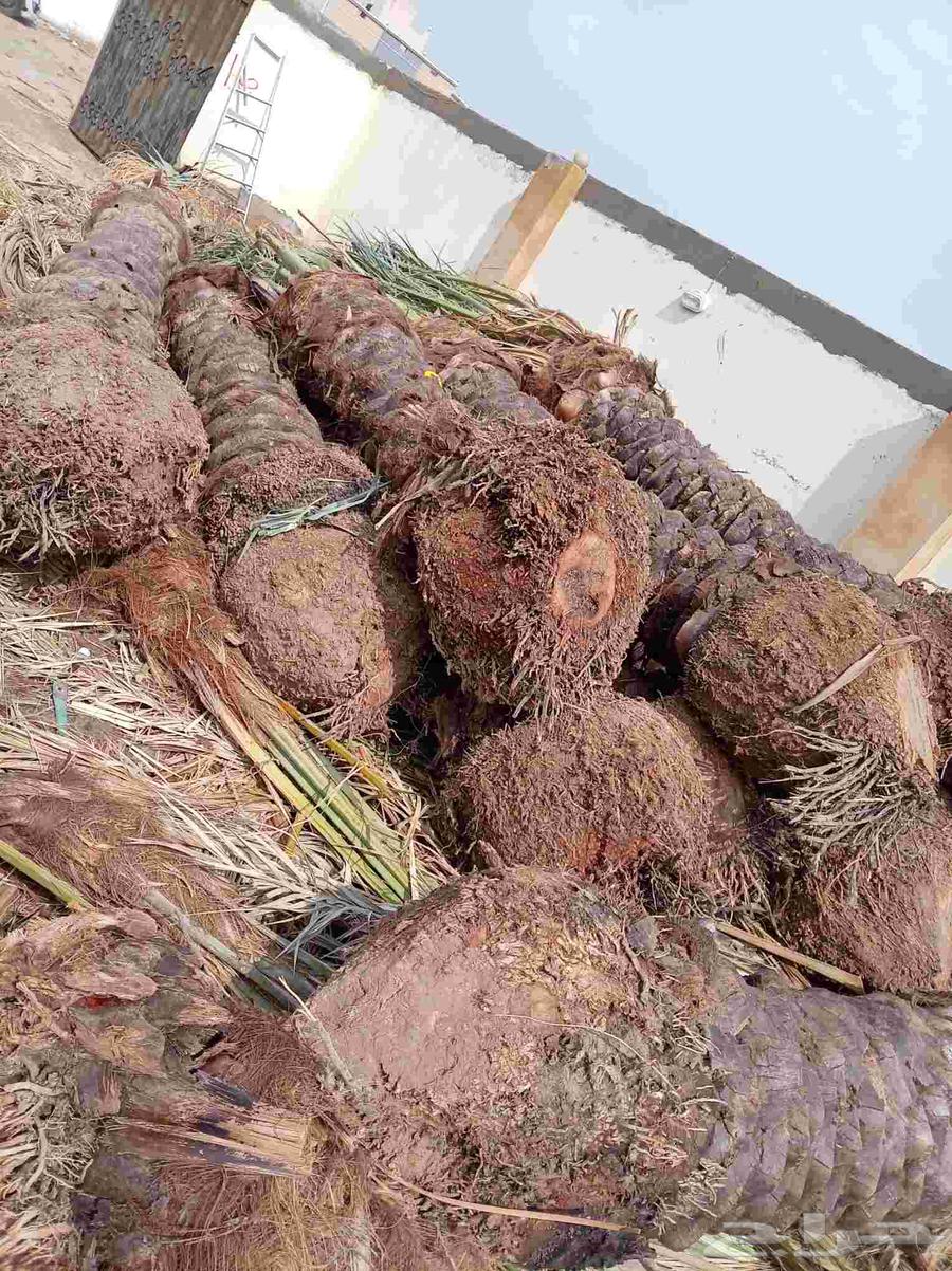 نخل للبيع جميع أنواعه64423118680195111