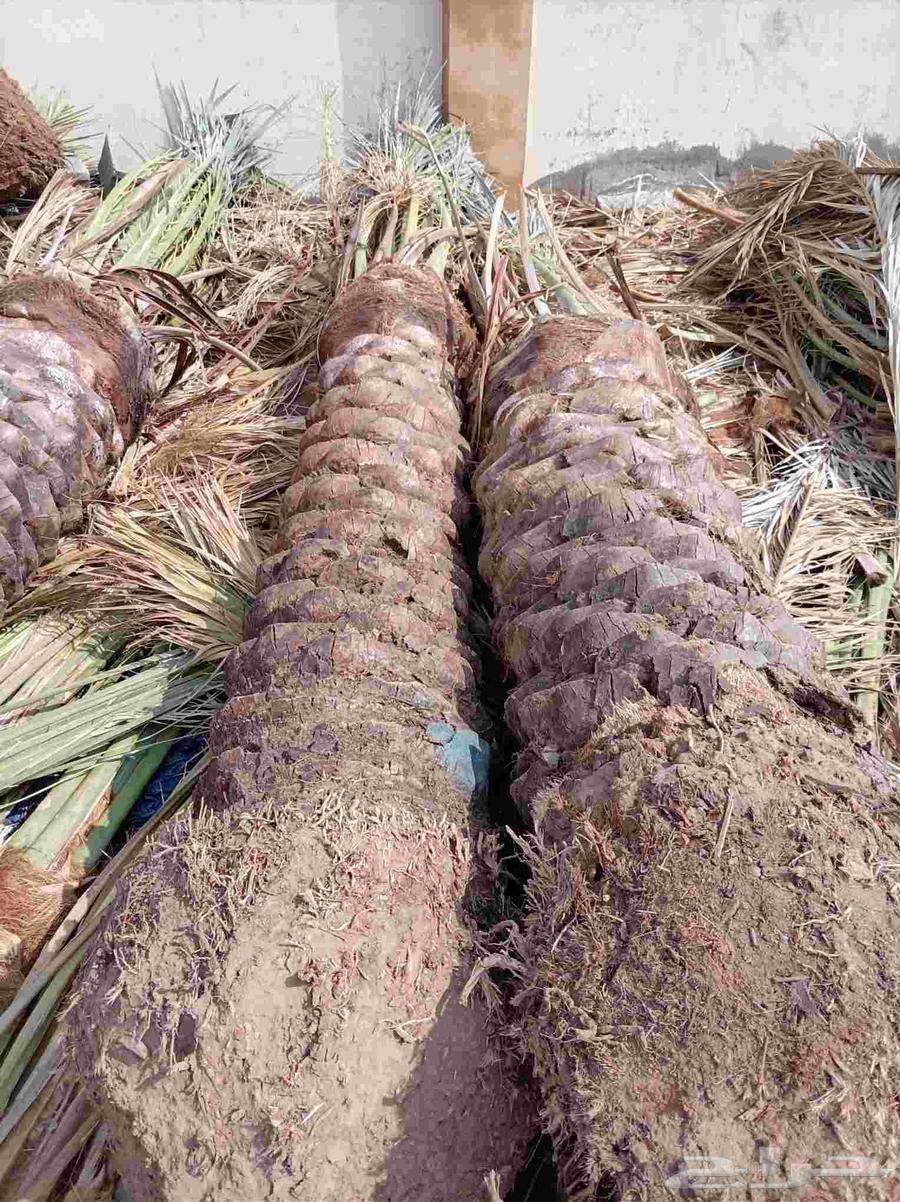 نخل للبيع جميع أنواعه64423118680195112