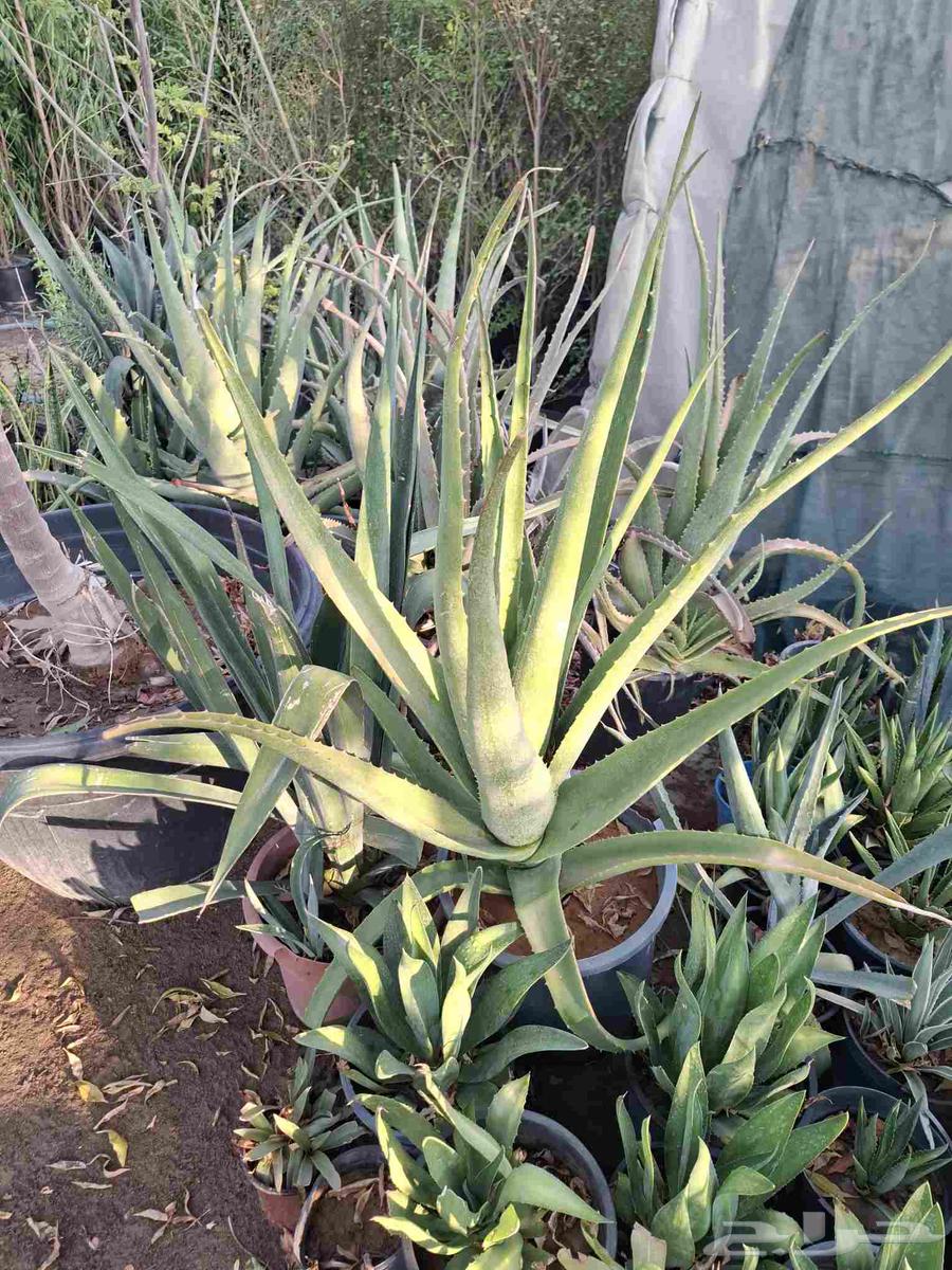 زراعه الاشجار الطبيعي والنباتات والزهور64423213014529114