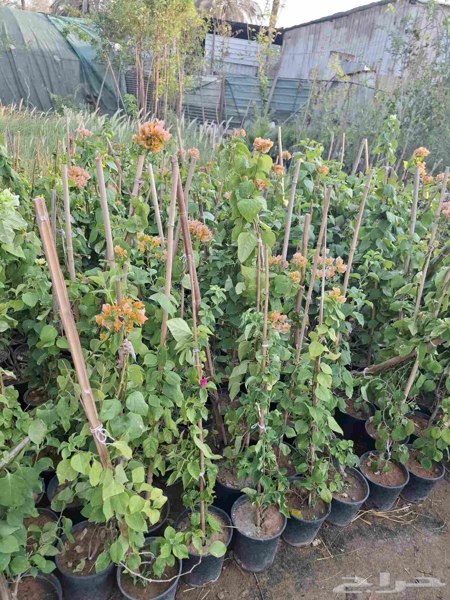 زراعه الاشجار الطبيعي والنباتات والزهور64423213014529111