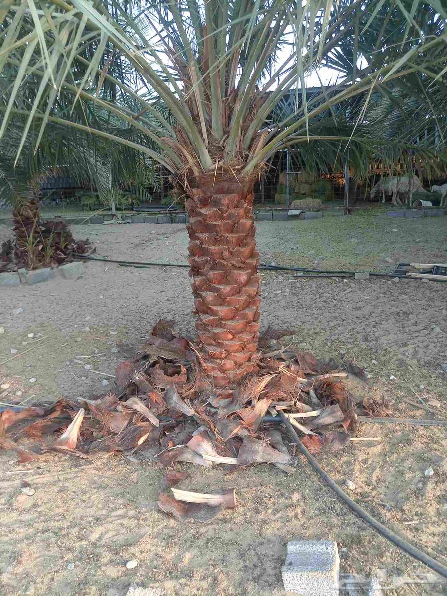 Supply and installation of all types of palm trees, including removal, transplantation, and planting64423322841729110