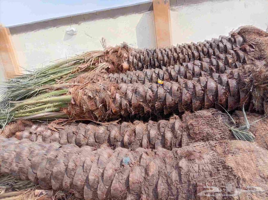 نخل للبيع جميع أنواعه64423118680195110