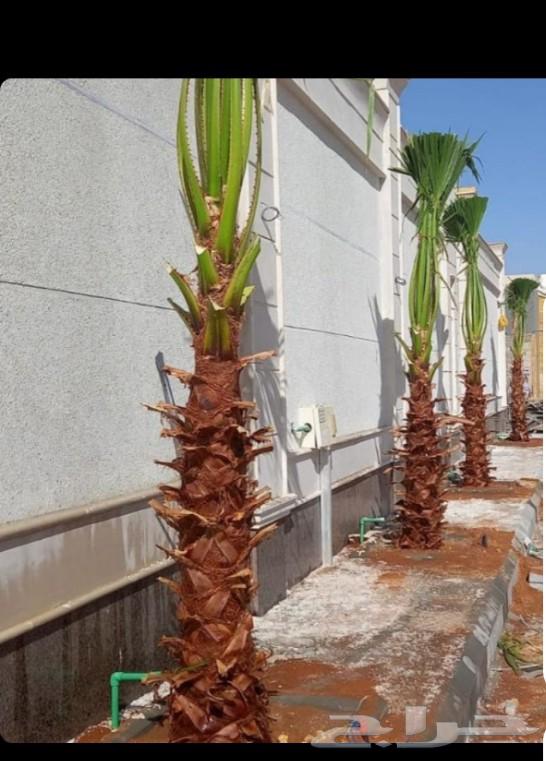 نقوم بجميع اعمال نخيل64473373826561111