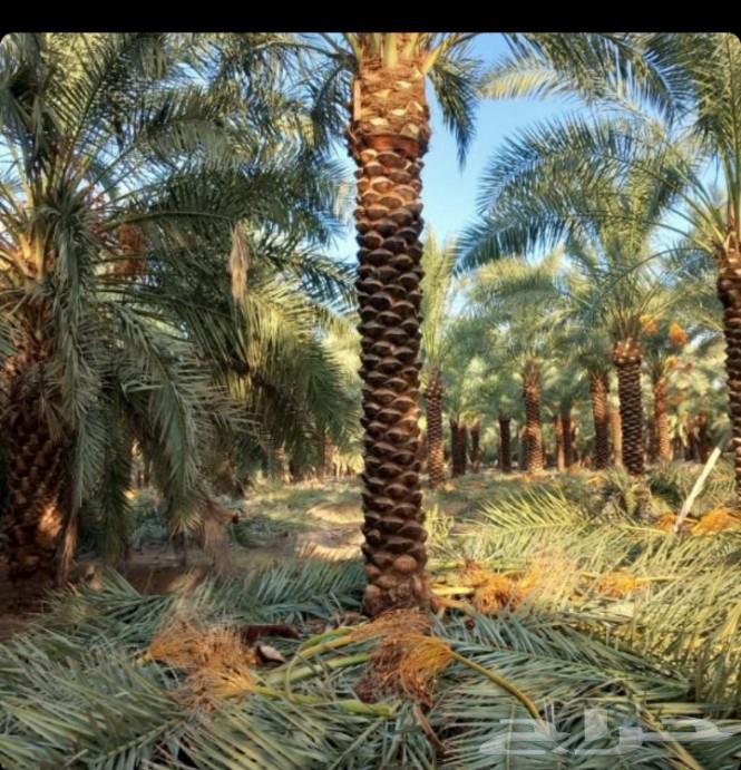 نقوم بجميع اعمال نخيل64473373826561114