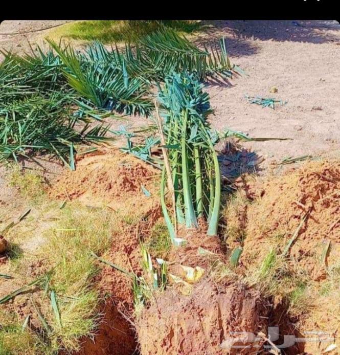 نقوم بجميع اعمال نخيل64473373826561110