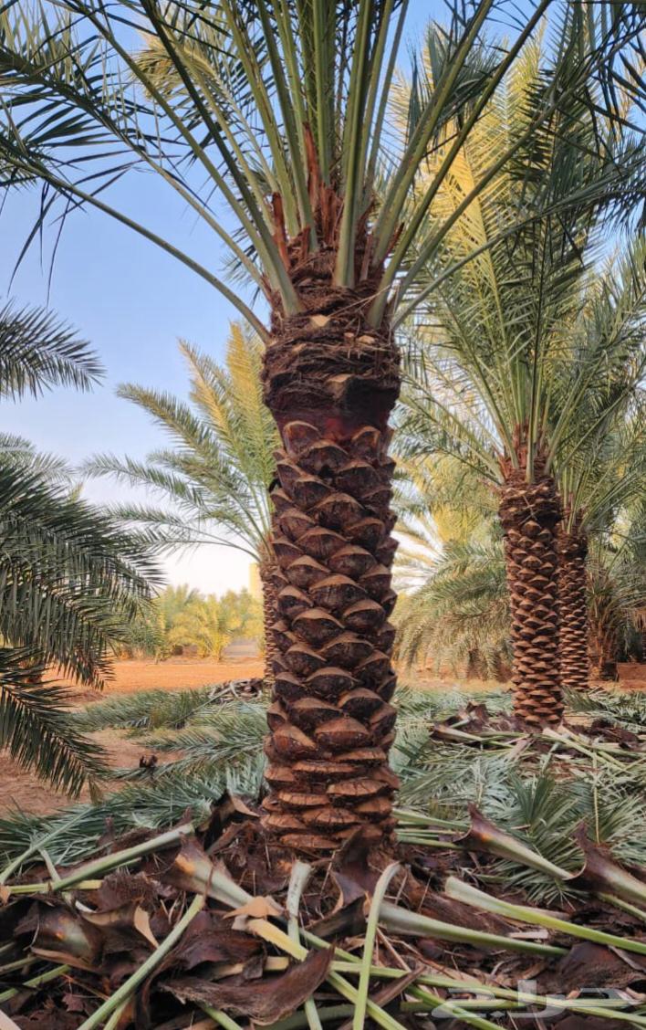 We provide date palm fertilization and cleaning services throughout the Kingdom64612437241858111