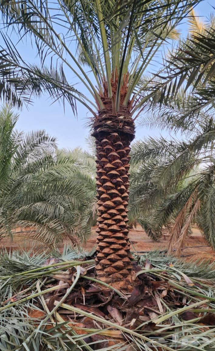 We provide date palm fertilization and cleaning services throughout the Kingdom64612437241858110