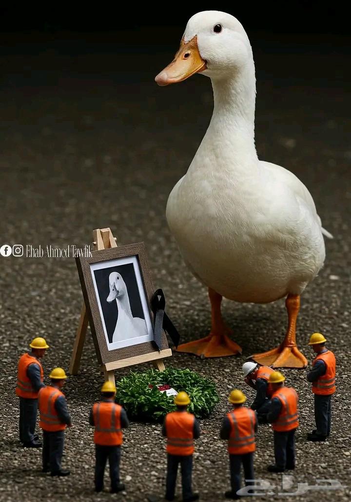 مطلوب بط بكيني لاحم عمر ثلاث وحمام وارنب64423053799427110