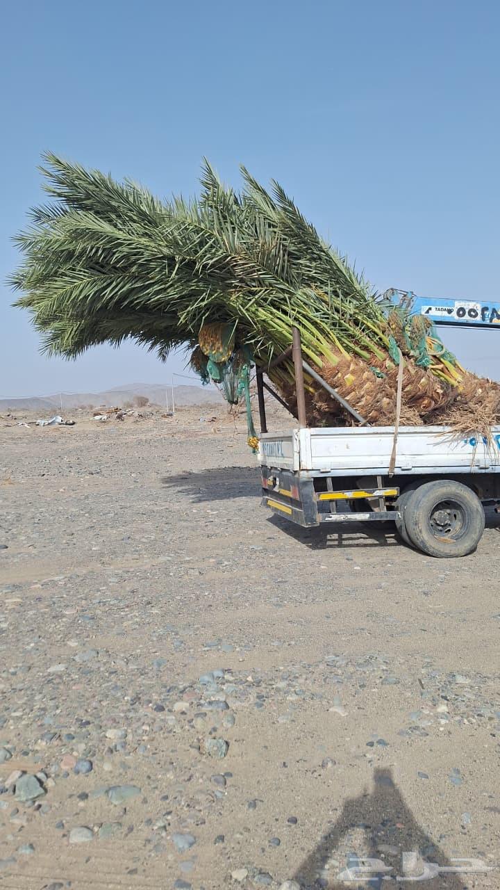 Supply and installation of all types of palm trees, including removal, transplantation, and planting64423322841729114