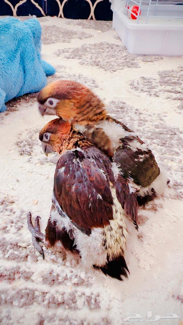 Lori Senior Rose is missing, who can contact me about it64423323276035112