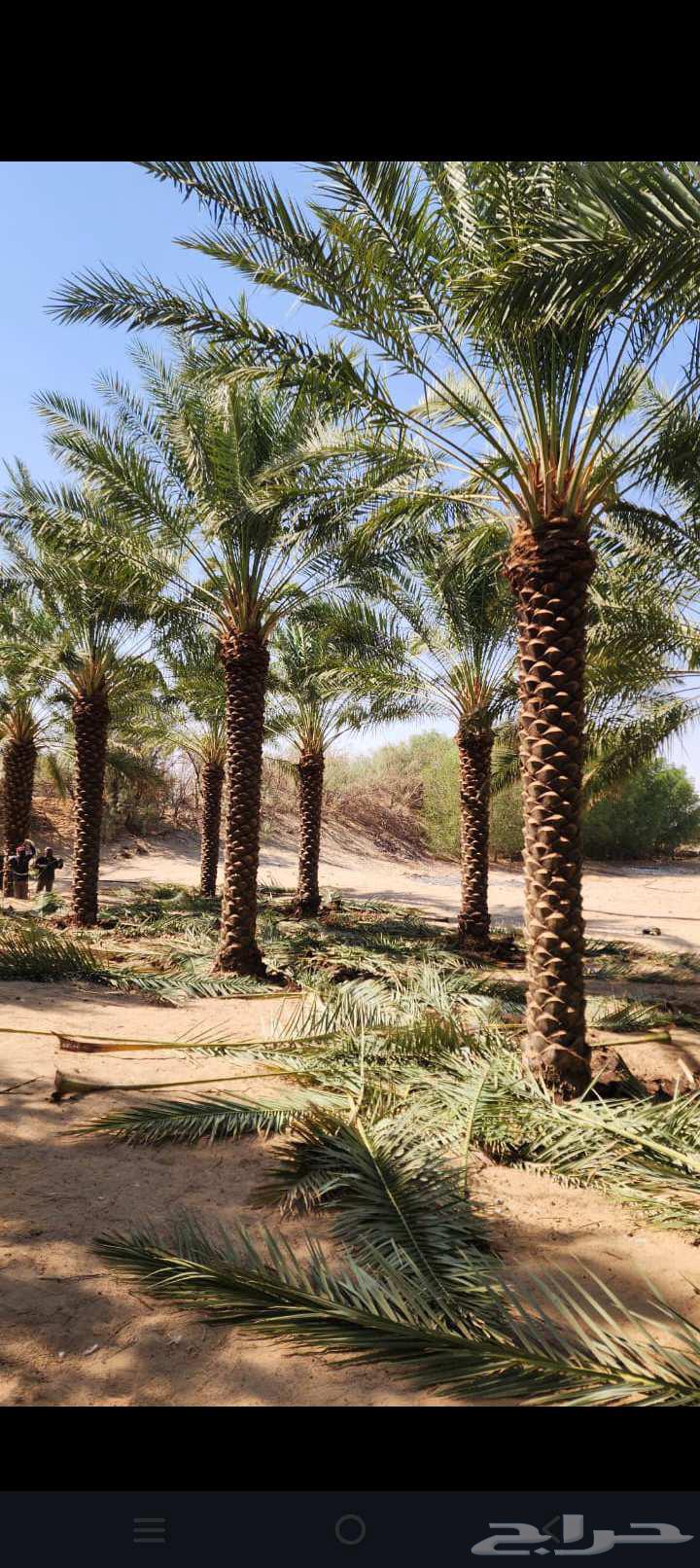We provide date palm fertilization and cleaning services throughout the Kingdom64612437241858112