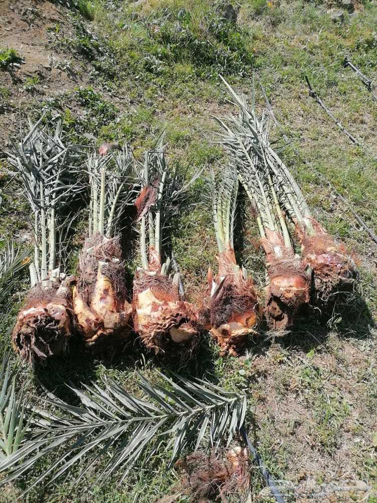 عمال نخل64423245195138110