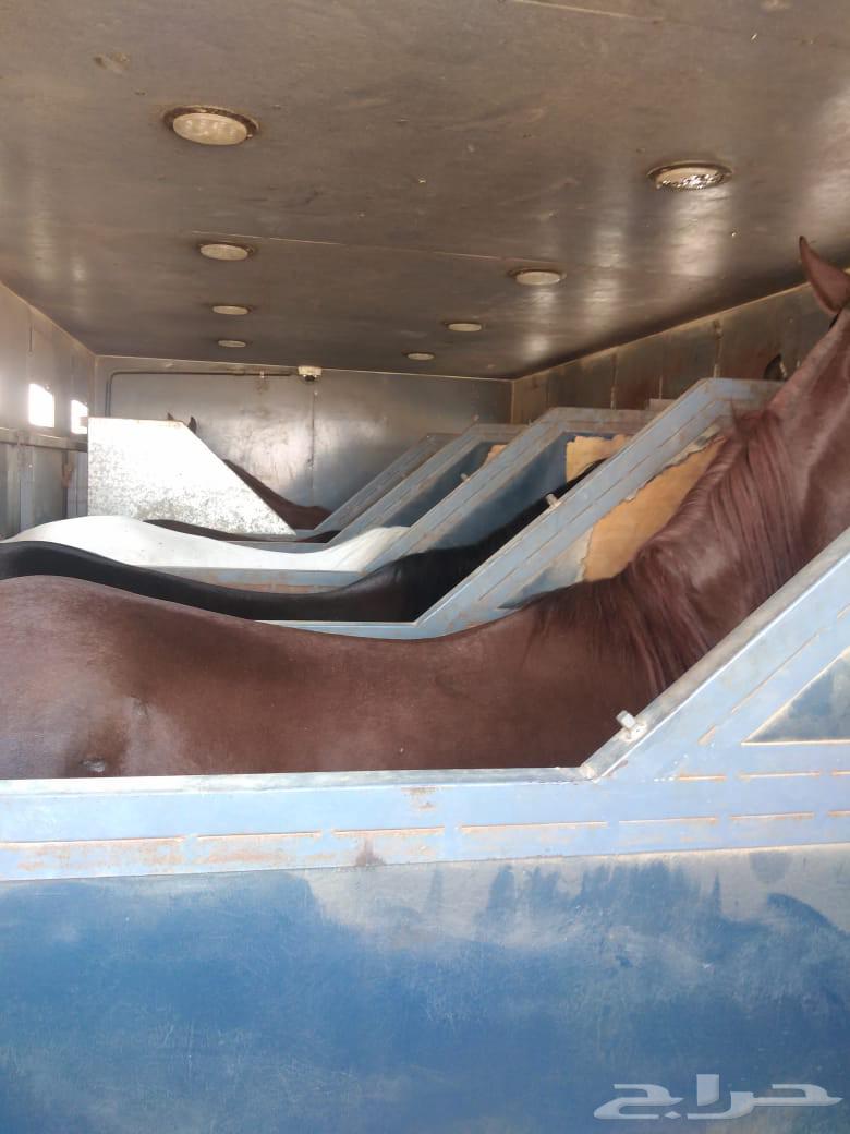 رحله نقل خيل يوم غدا ان شاء الله الاحد64423308324481110