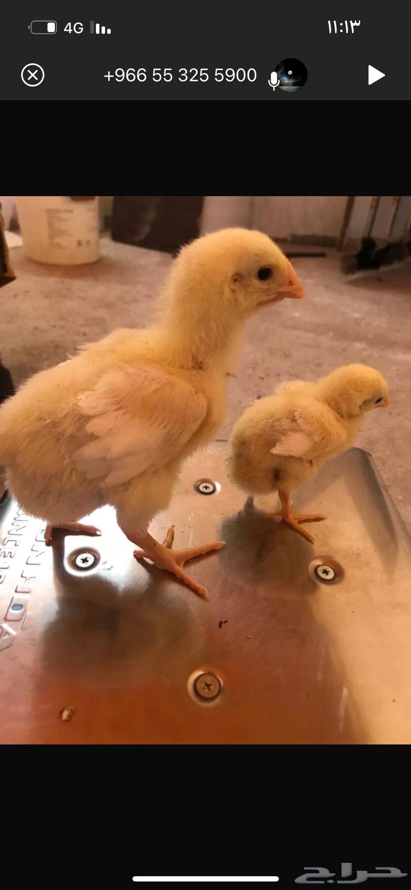 مرحبا ارغب في شريك64423036439297110