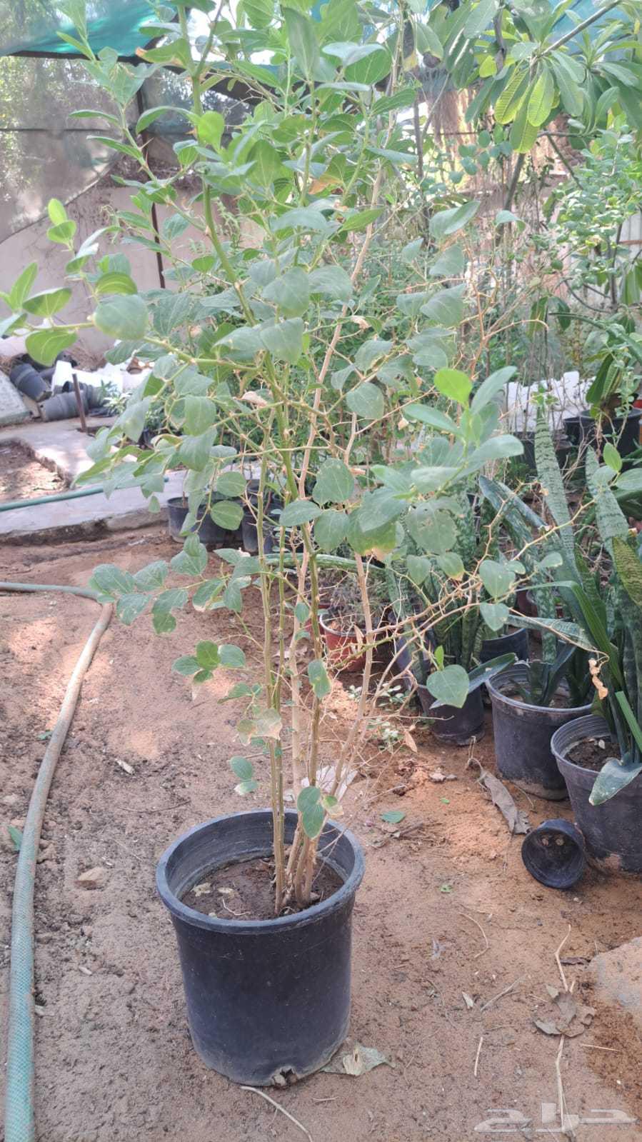 زراعه الاشجار الطبيعي والنباتات والزهور64423213014529112