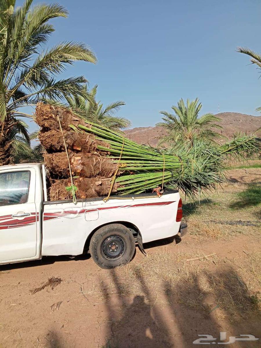 Supply and installation of all types of palm trees, including removal, transplantation, and planting64423322841729111