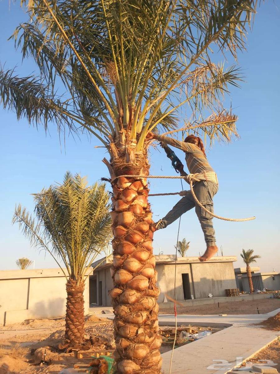 Palm tree maintenance and cleaning, everything needed for maintenance, God willing64423118033155110