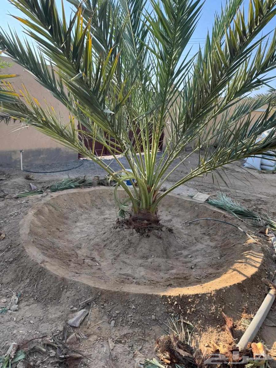 Supply and installation of all types of palm trees, including removal, transplantation, and planting64423322841729112
