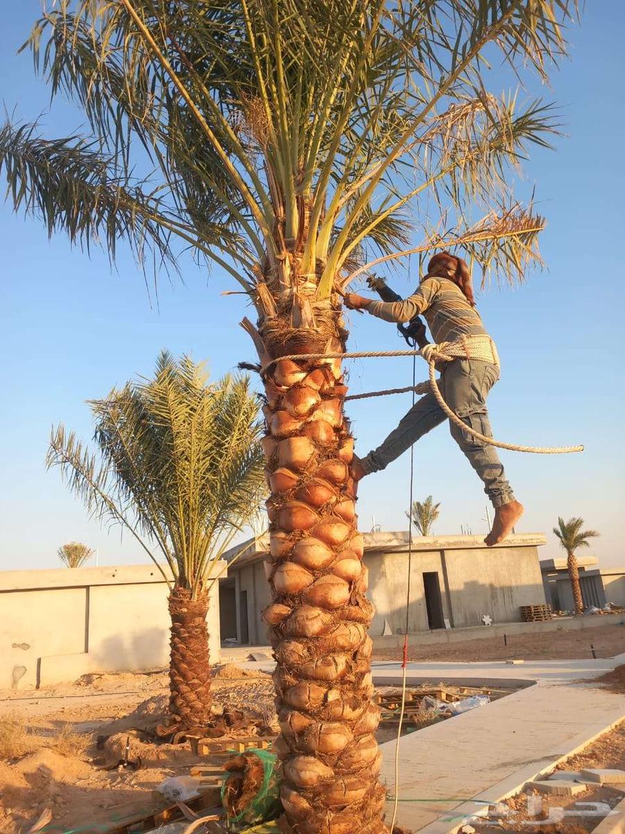 Palm tree maintenance and cleaning, everything needed for maintenance, God willing64423118033155111