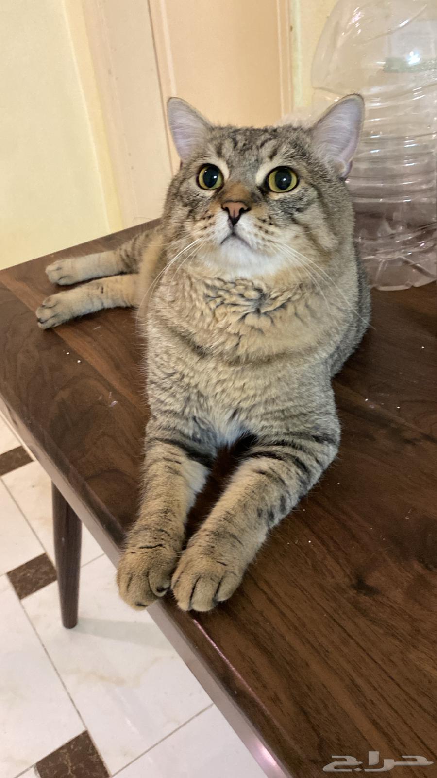 فندقة علاجية للقطط64423542535555110