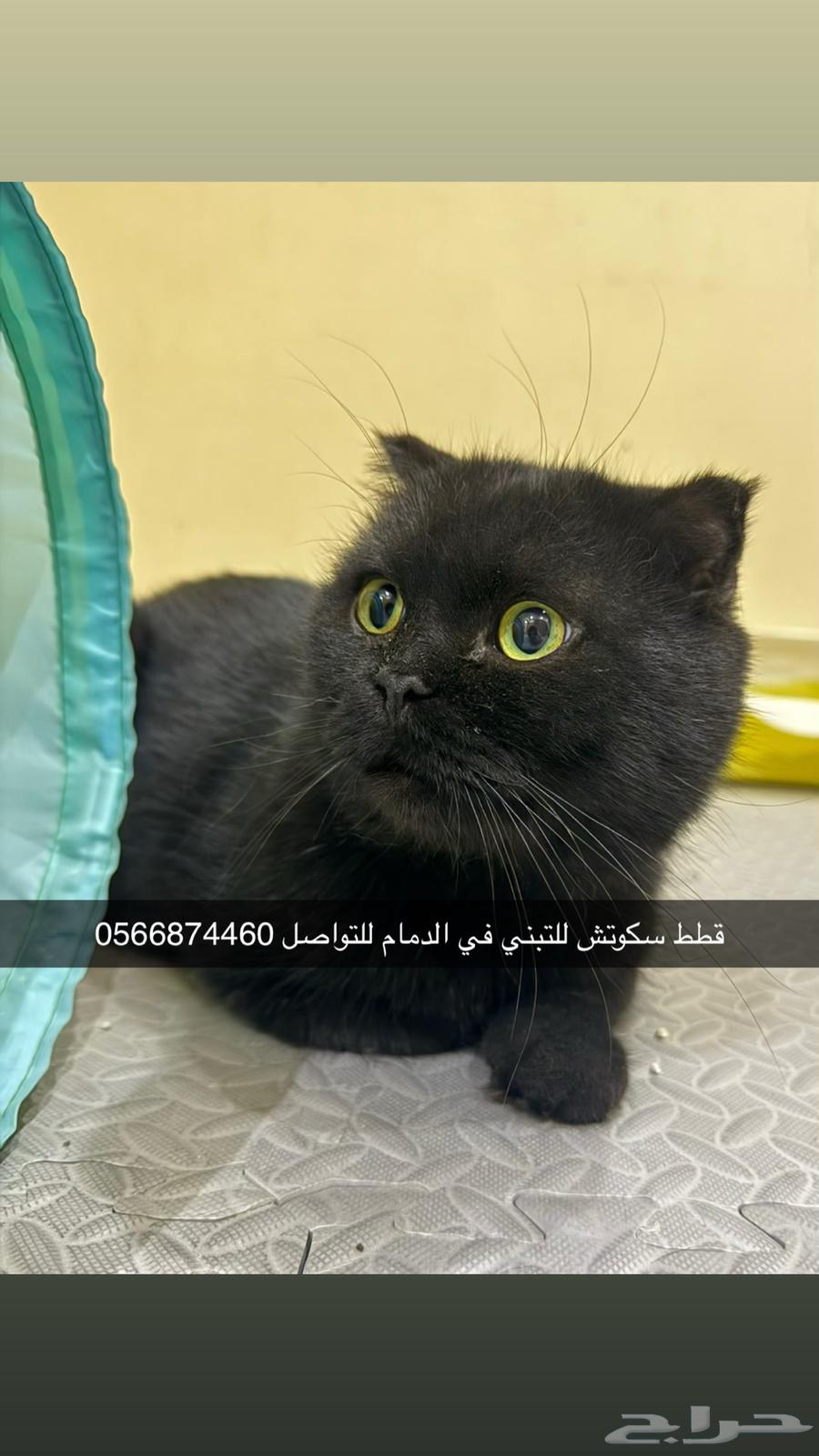 Cat for adoption in Dammam64423022148995110