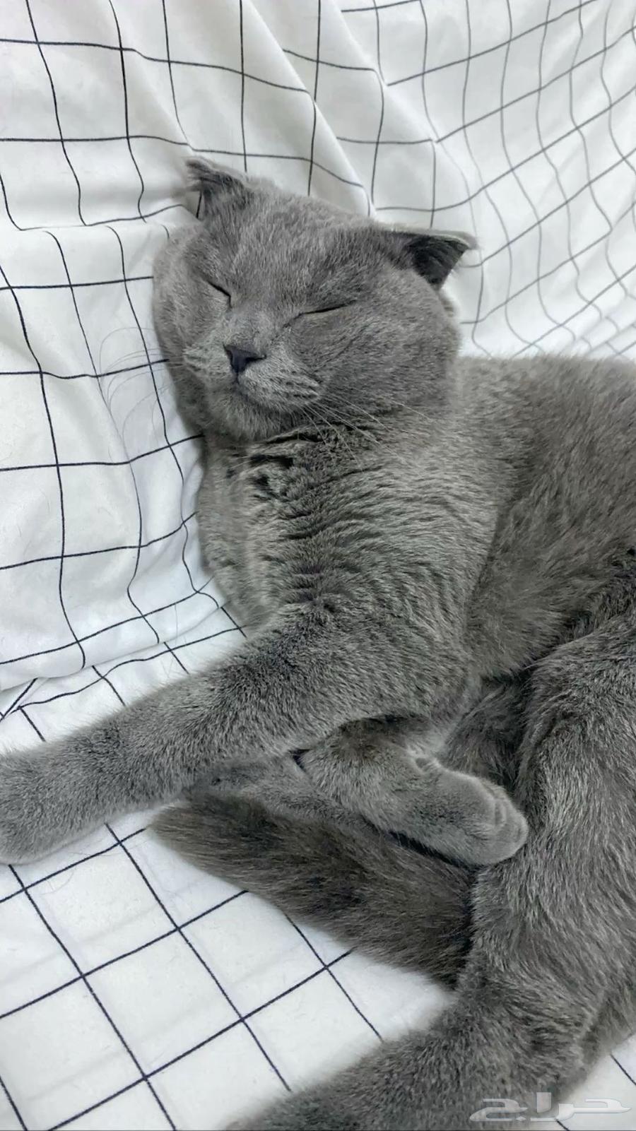 فندقة علاجية للقطط64423542535555111