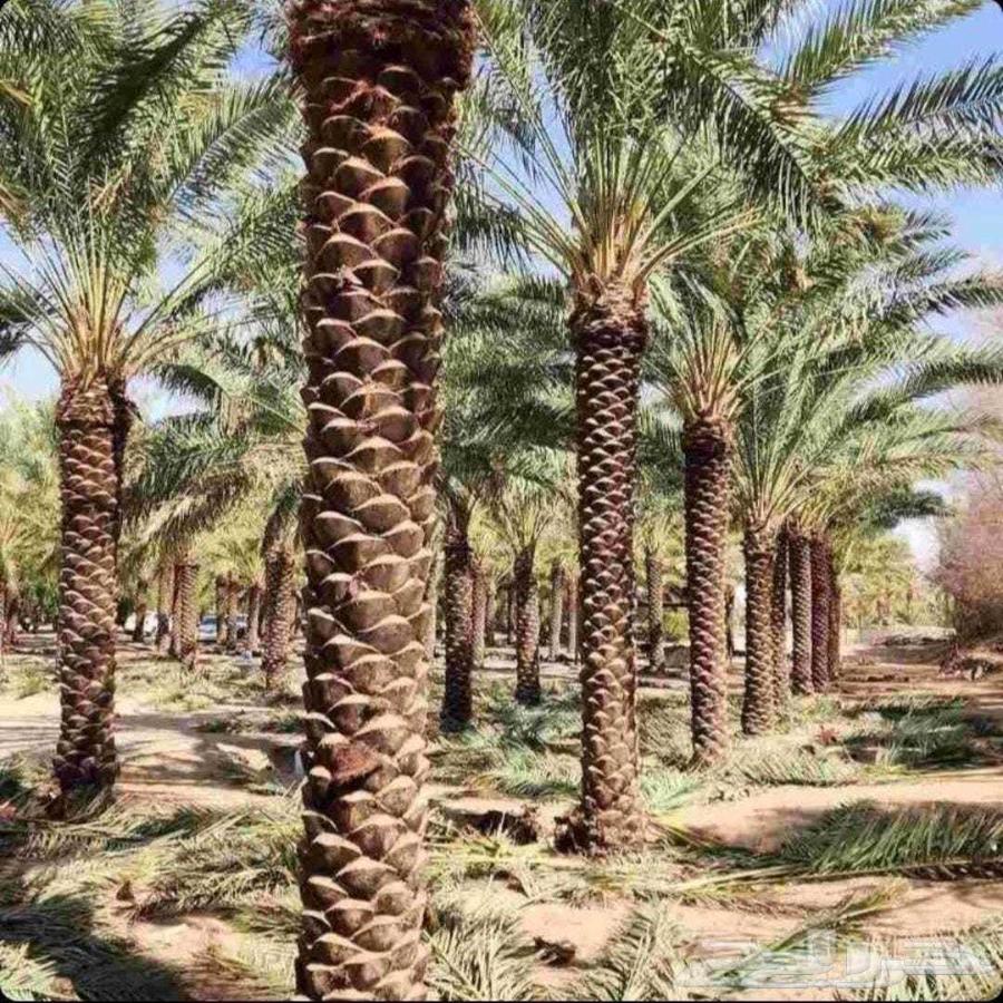 Palm tree installation everywhere, adding street palm trees in Al-Muzahimiyah64423228550530110