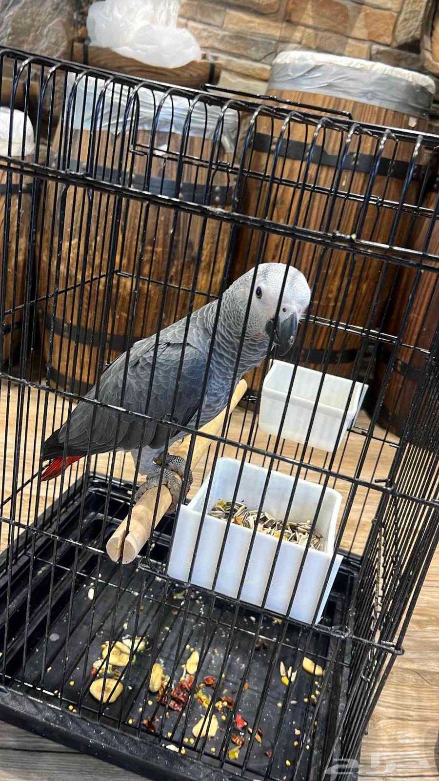 موصل حيوانات أليفة قطط طيور64538134489859113