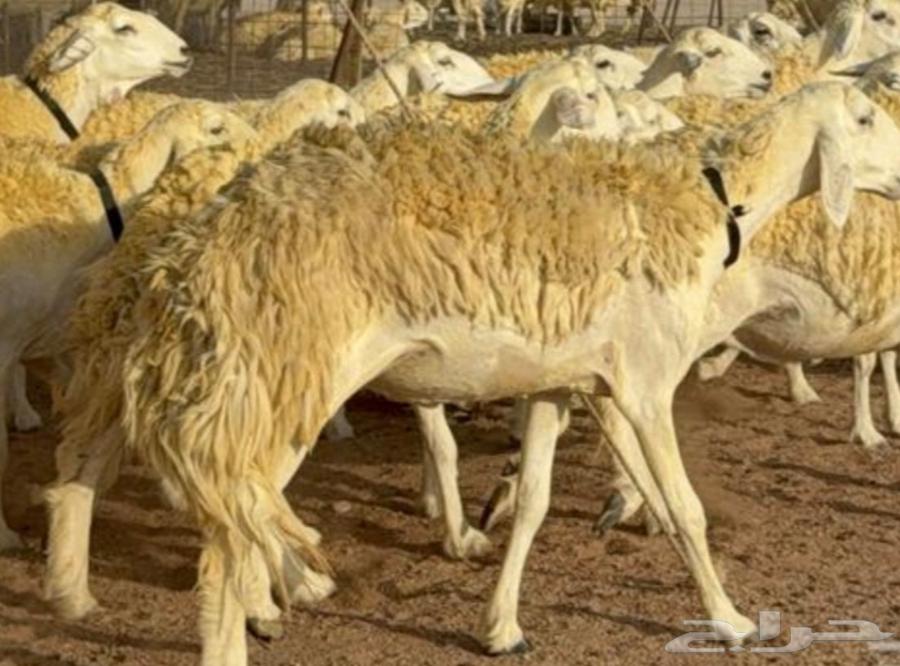 مطلوب مراح غنم للبيع الي عنده شي يتواصل معي اي كان عدد المرا64458119475331112