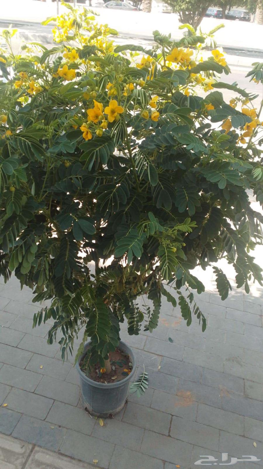 تنسيق الحدائق ابوعبدالعزيز الصعيدي64457870848898111