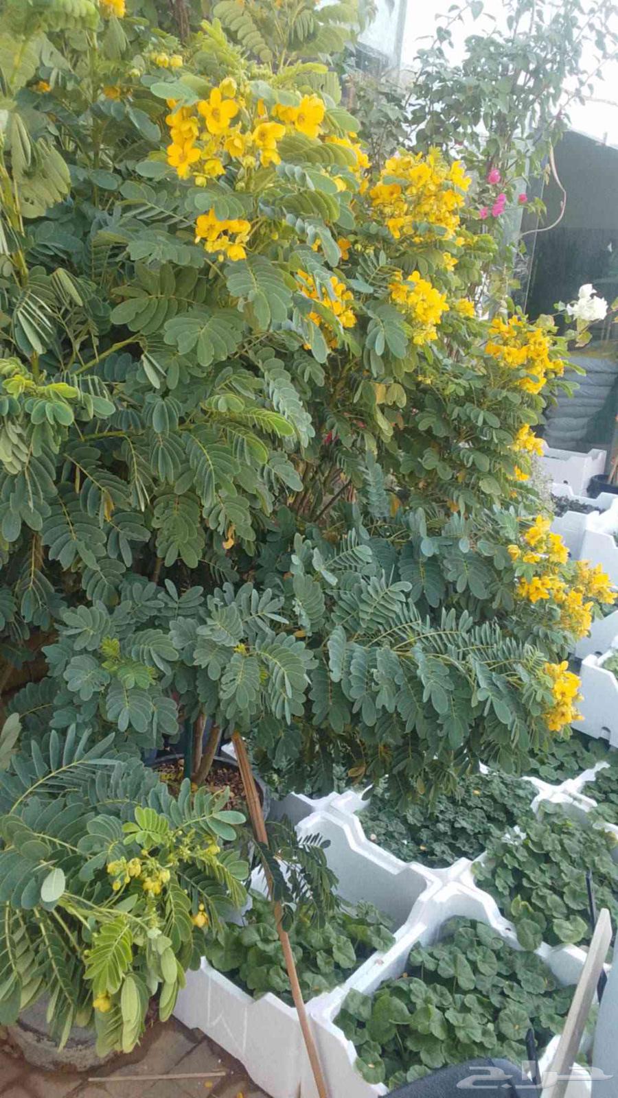 تنسيق الحدائق ابوعبدالعزيز الصعيدي64457870848898114