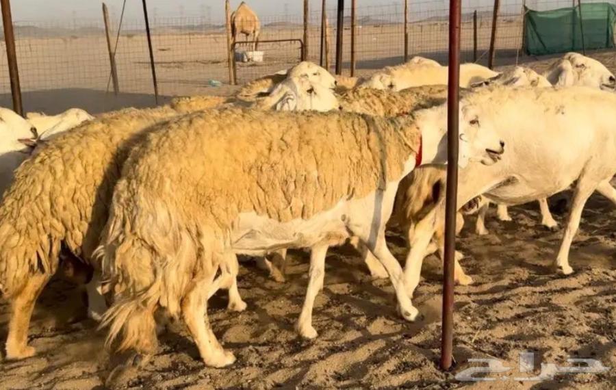 مطلوب مراح غنم للبيع الي عنده شي يتواصل معي اي كان عدد المرا64458119475331110