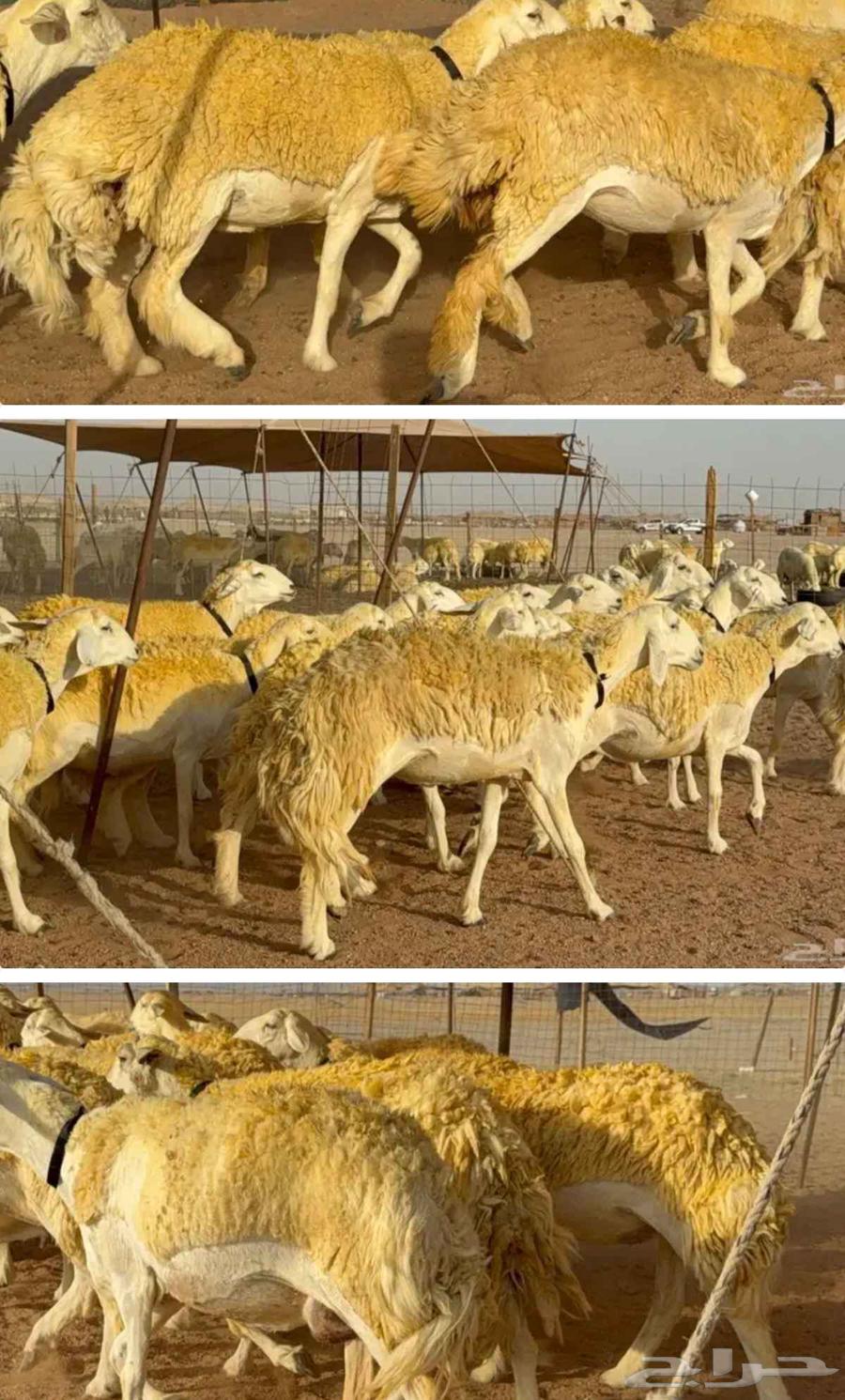 مطلوب مراح غنم للبيع الي عنده شي يتواصل معي اي كان عدد المرا64458119475331111