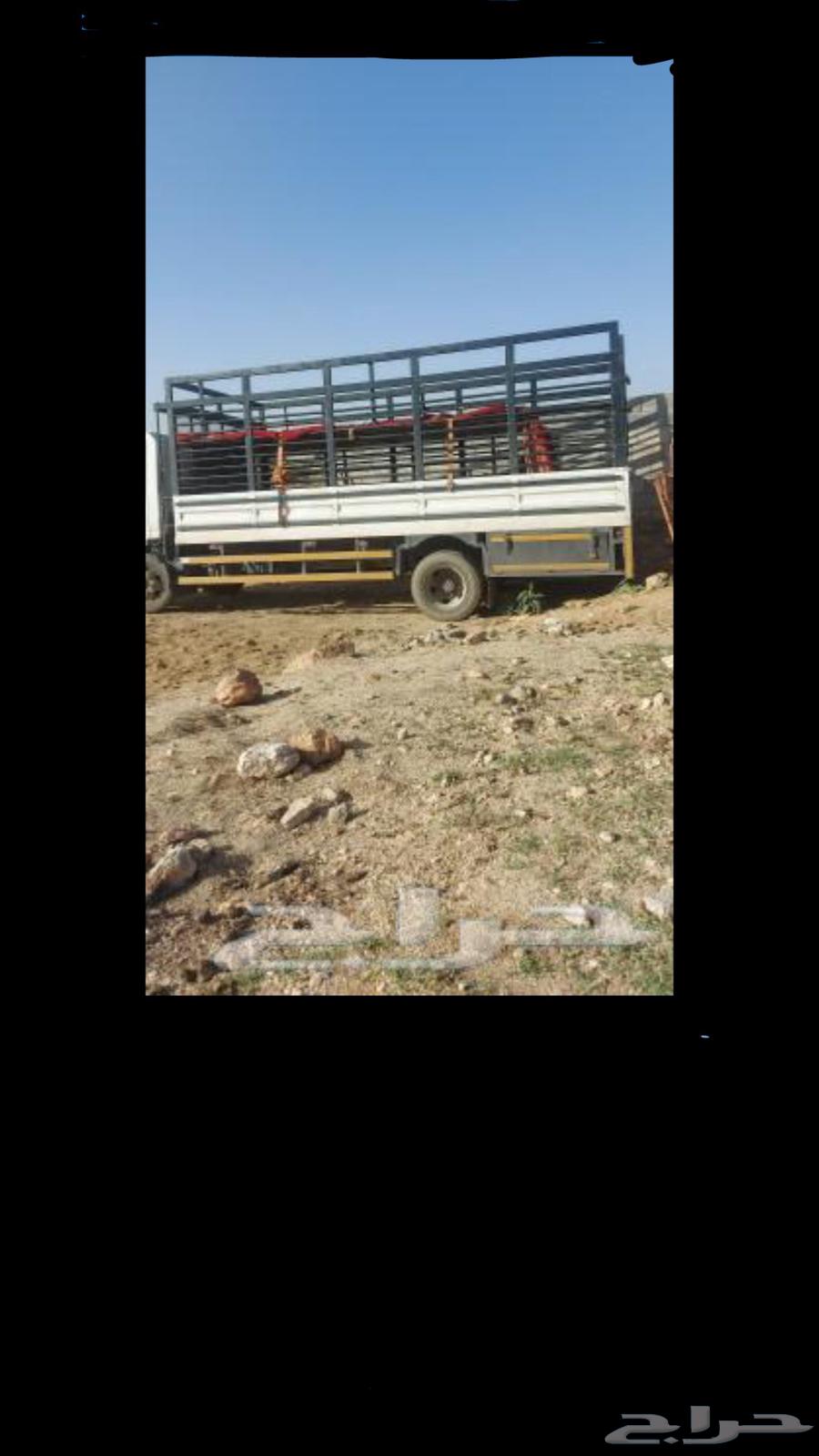 Two-level dina for transporting halal sheep, calves, cattle, and others within Jizan and outside64458453162241110