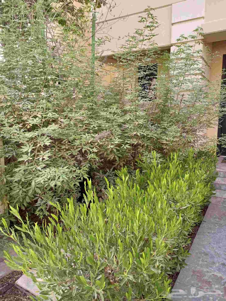 تقديم جميع خدمات تنسيق وإنشاء الحدائق  تركيب شبكات الري  الد64458540489729110