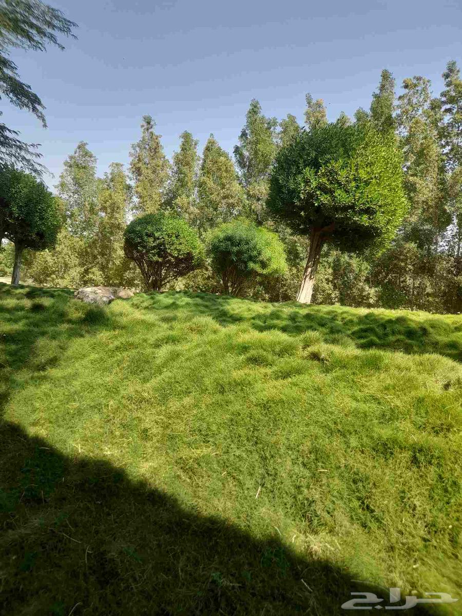 مشاتل زراعه وقص الثيل سباكه شبكه الري64457975266562110