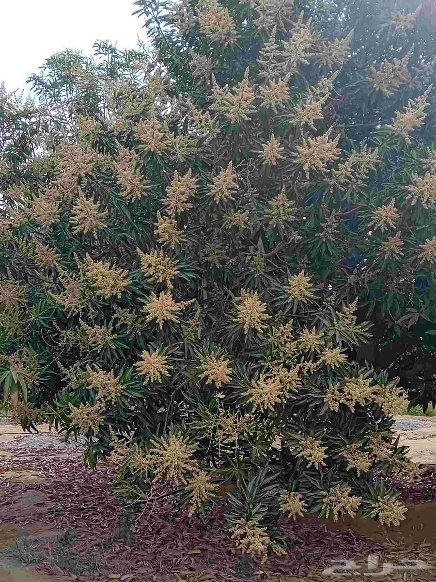 Tree Pruning and Grafting64458288928515110