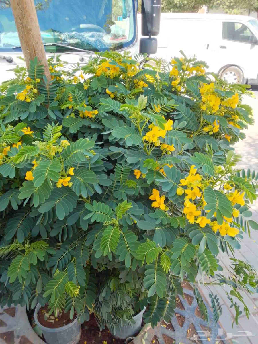 تنسيق الحدائق ابوعبدالعزيز الصعيدي64457870848898113