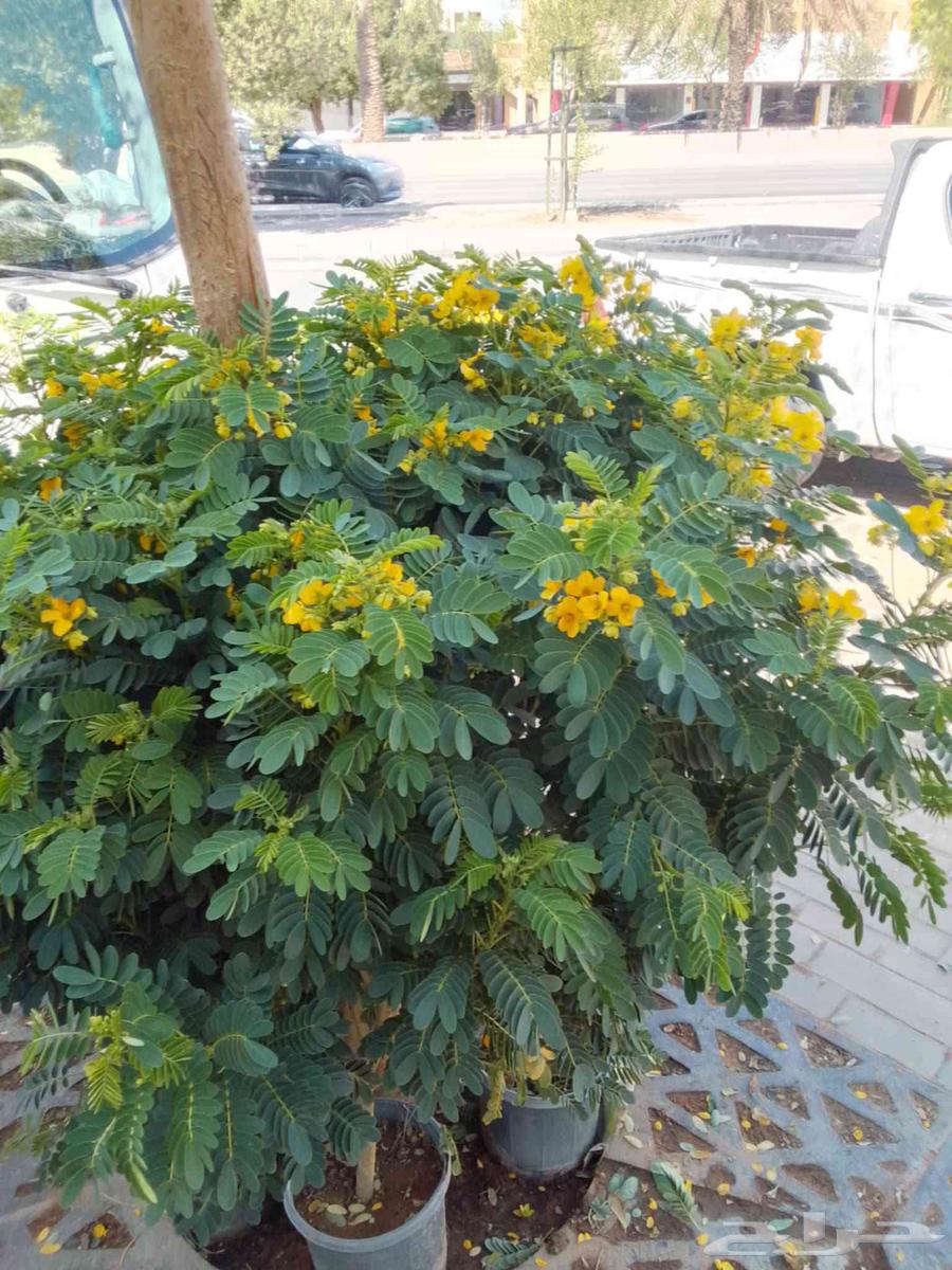 تنسيق الحدائق ابوعبدالعزيز الصعيدي64457870848898110